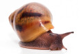 Achatina achatina achatina Ghana typ 2 F1 semiadult